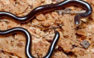 钩盲蛇：世界上最小的蛇，体长仅15厘米