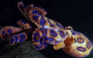 蓝环章鱼：世界上毒性最强的章鱼，咬一口即可致人死亡