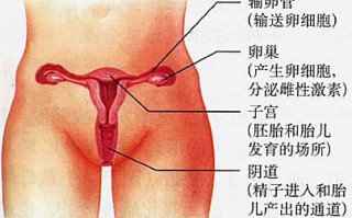 美女的阴道：图解健康的女性私处长什么样