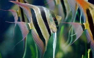 神仙鱼是热带鱼吗：典型的热带鱼（原产自南美洲亚马逊河流域）