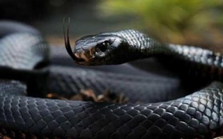 世界上速度最快的蛇：黑曼巴蛇