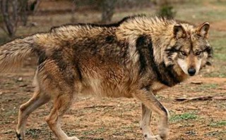 墨西哥狼：北美最小的狼，现在是濒危物种
