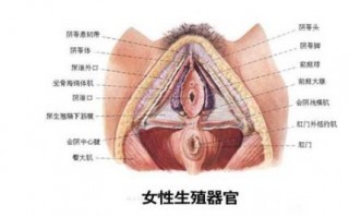 女性生殖生理（图）