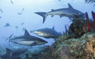 全球20%珊瑚礁中的鲨鱼已经 "功能性灭绝"