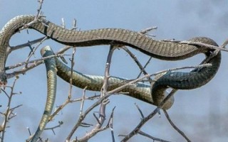 非洲树蛇：被称为非洲第九大毒蛇