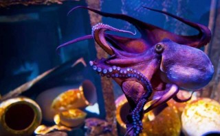为什么科学家认为章鱼应该是外星生物？看完之后感觉还挺有道理的
