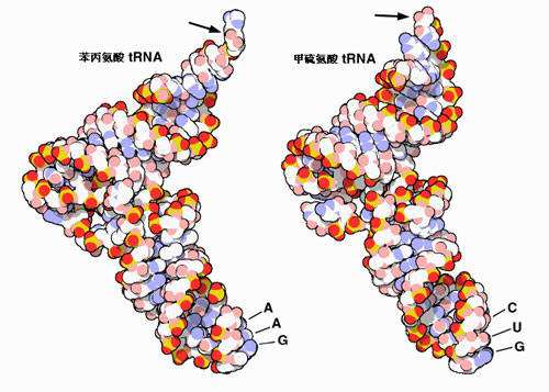 一项新的研究发现陨石中含有RNA成分-第1张图片-IT新视野