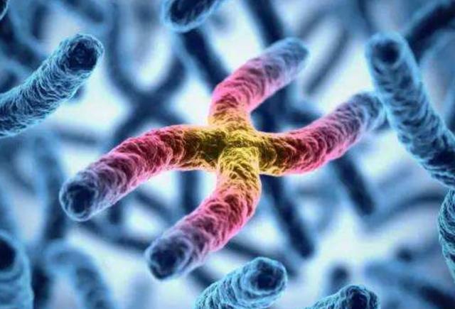 科学家发现Y染色体正在消失，意味着什么？难道未来没有男人了？-第3张图片-IT新视野