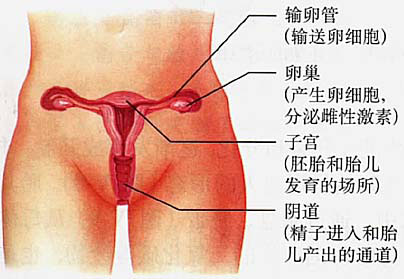 美女的阴道：图解健康的女性私处长什么样-第1张图片-IT新视野
