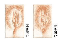 美女的阴道：图解健康的女性私处长什么样-第3张图片-IT新视野