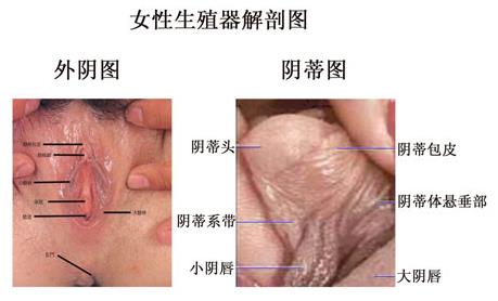 美女的阴道：图解健康的女性私处长什么样-第5张图片-IT新视野