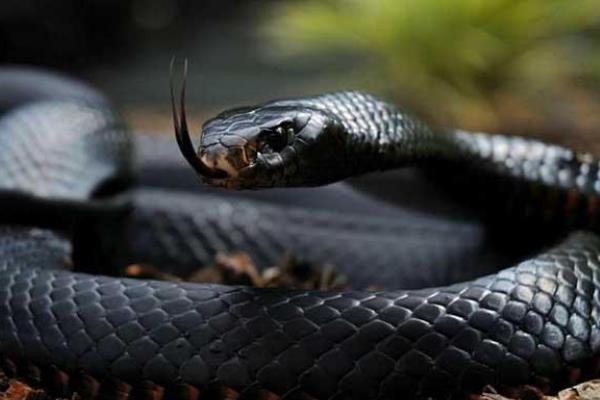 世界上速度最快的蛇：黑曼巴蛇-第1张图片-IT新视野