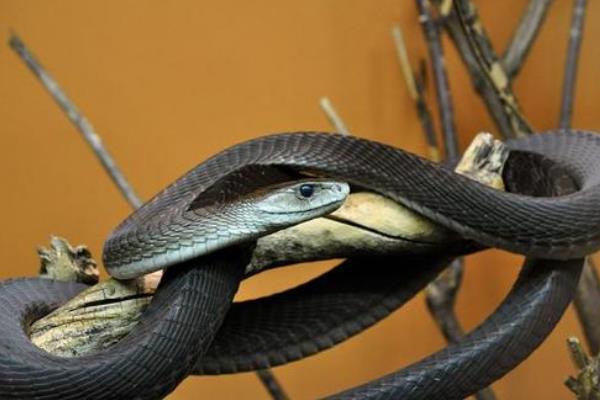 世界上速度最快的蛇：黑曼巴蛇-第2张图片-IT新视野