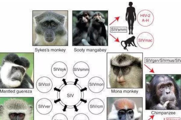 艾滋病起源的罪魁祸首是谁？第一个感病的人又是如何染上的-第2张图片-IT新视野