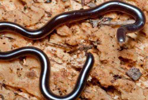 钩盲蛇：世界上最小的蛇，体长仅15厘米-第1张图片-IT新视野