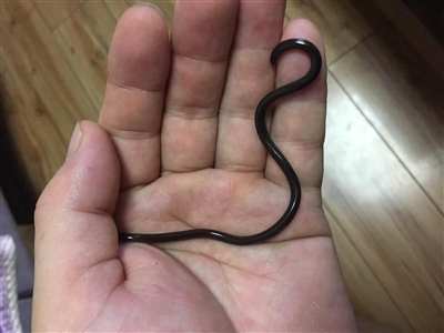 钩盲蛇：世界上最小的蛇，体长仅15厘米-第2张图片-IT新视野