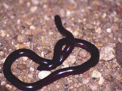 钩盲蛇：世界上最小的蛇，体长仅15厘米-第3张图片-IT新视野