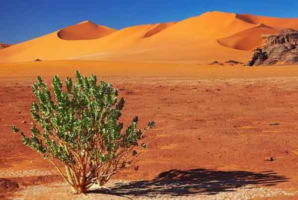 世界上最大的沙漠：非洲北部的撒哈拉沙漠，气候条件极其恶劣-第2张图片-IT新视野