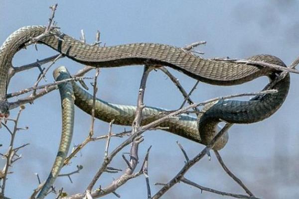 非洲树蛇：被称为非洲第九大毒蛇-第1张图片-IT新视野
