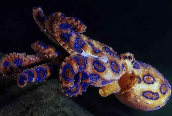 蓝环章鱼：世界上毒性最强的章鱼，咬一口即可致人死亡-第1张图片-IT新视野