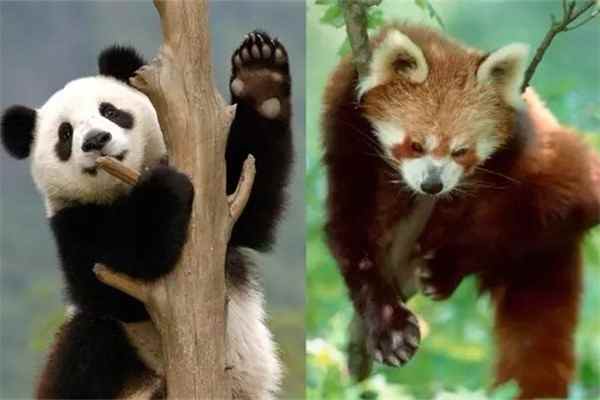 小熊猫跟大熊猫的区别：两者并不属于同一个物种-第1张图片-IT新视野