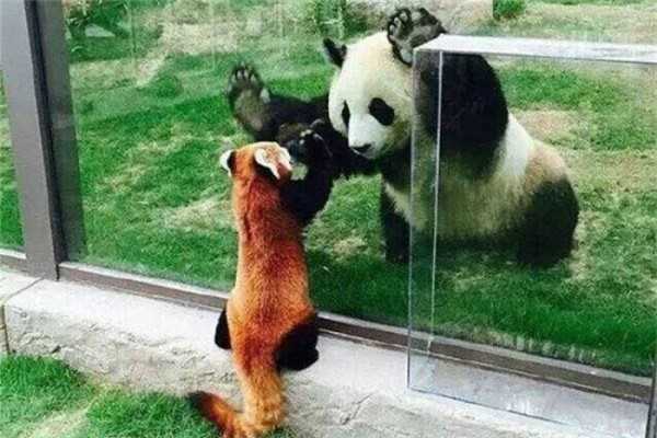 小熊猫跟大熊猫的区别：两者并不属于同一个物种-第2张图片-IT新视野