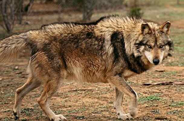 墨西哥狼：北美最小的狼，现在是濒危物种-第1张图片-IT新视野