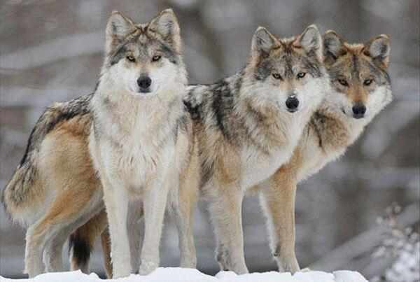 墨西哥狼：北美最小的狼，现在是濒危物种-第2张图片-IT新视野