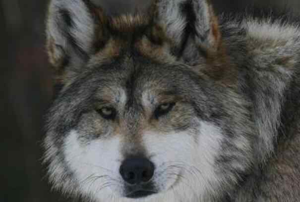 墨西哥狼：北美最小的狼，现在是濒危物种-第3张图片-IT新视野