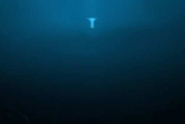 海底最深处有多可怕：压强极大并且有很多深海怪物-第2张图片-IT新视野